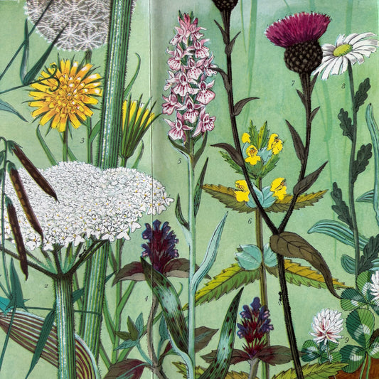 PANTOSCOPE BOOK Meadow Flowers In Summer PAXTON CHADWICK 1st Ed 1959 Cassell