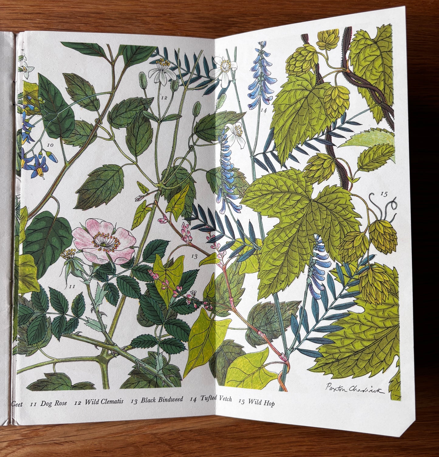 PANTOSCOPE BOOK Climbing Plants PAXTON CHADWICK 1st Ed 1961 Flowers Cassell