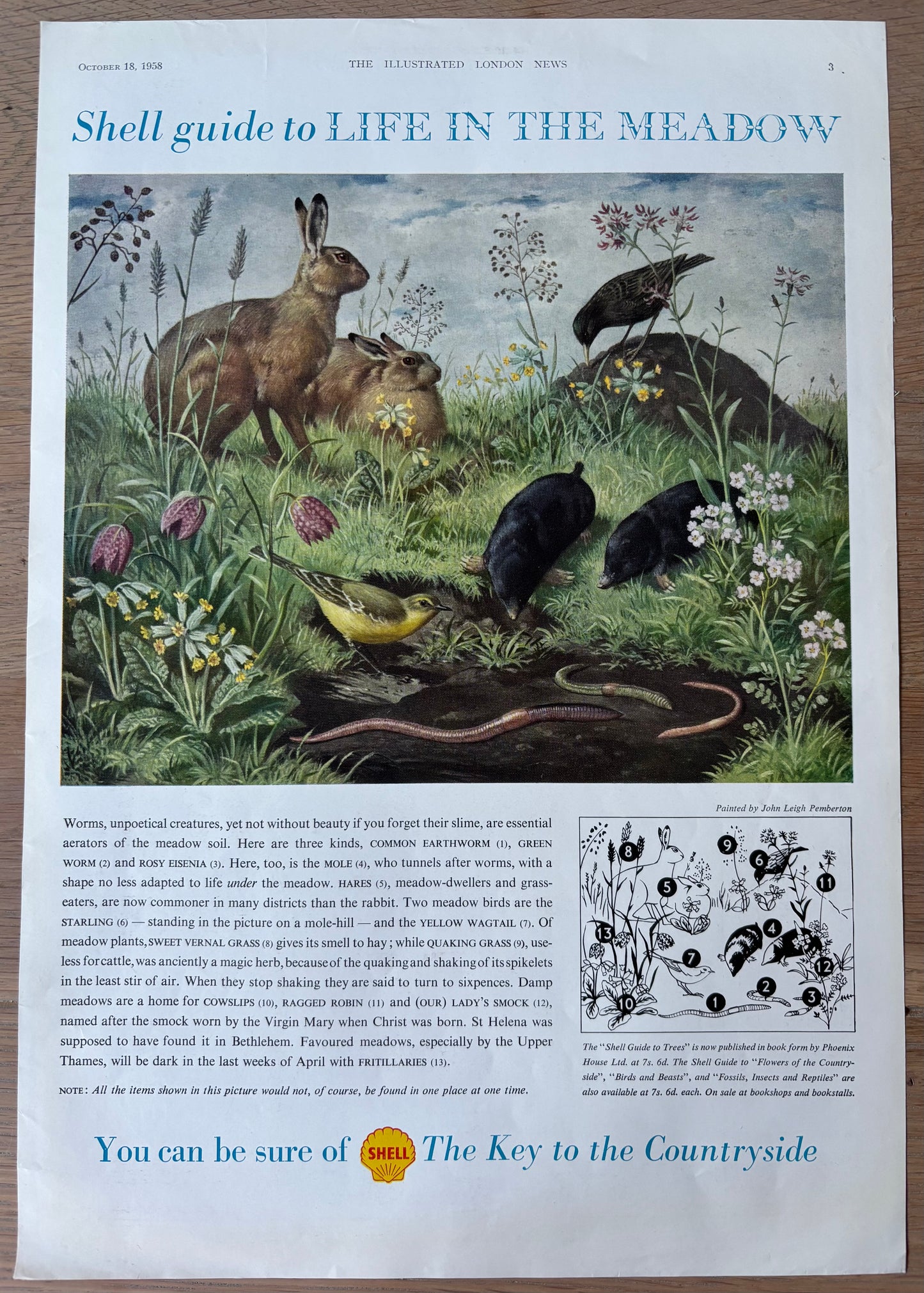 Leigh Pemberton LIFE IN THE MEADOW SHELL GUIDE Large Advert TO COUNTRYSIDE 1950's