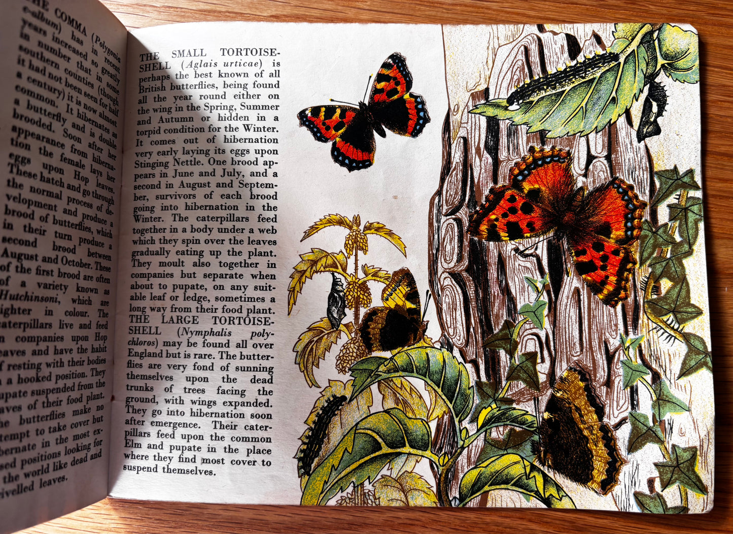 Richard Chopping BUTTERFLIES IN BRITAIN Puffin Picture Book ILLUSTRATED NATURE