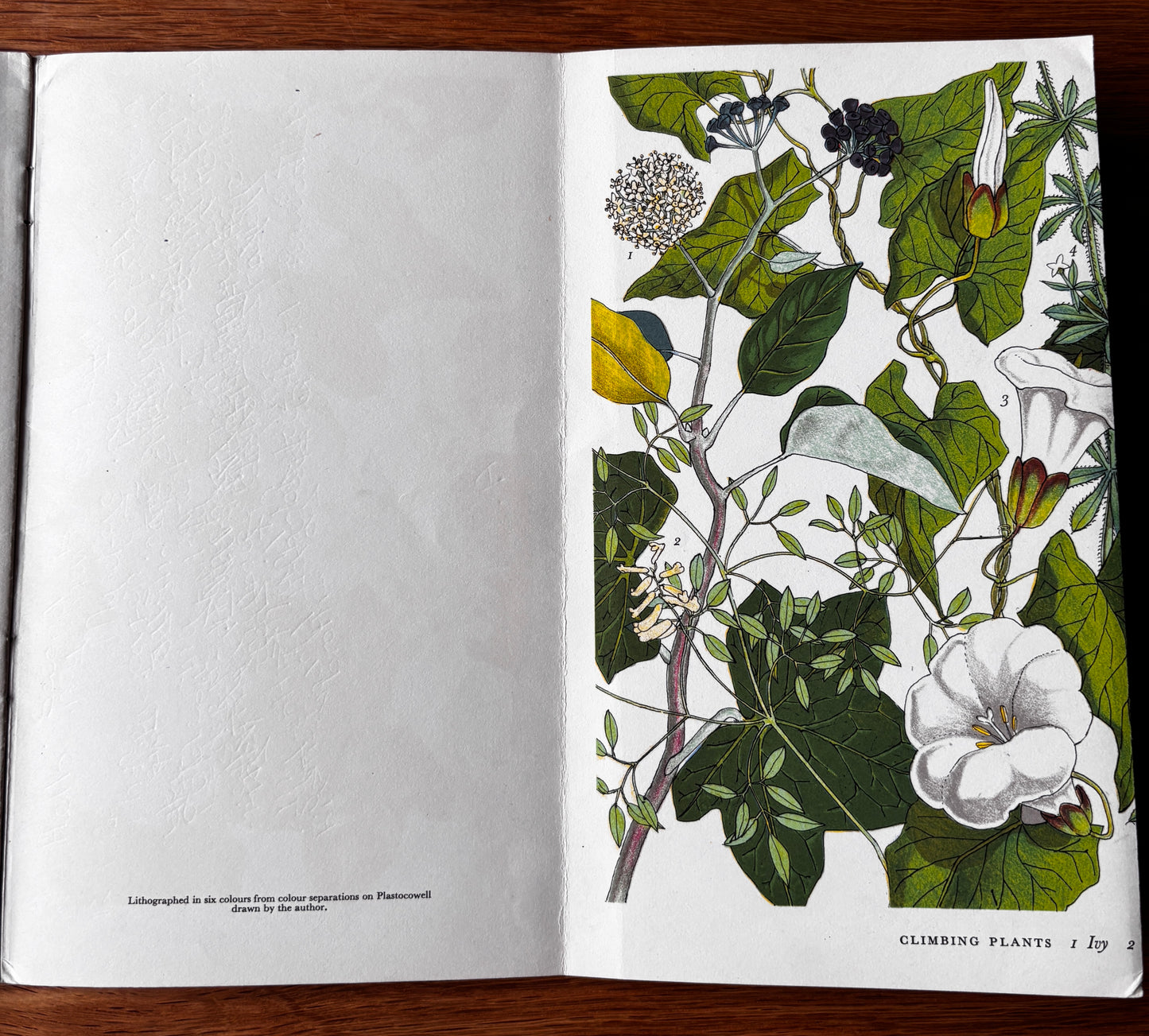PANTOSCOPE BOOK Climbing Plants PAXTON CHADWICK 1st Ed 1961 Flowers Cassell