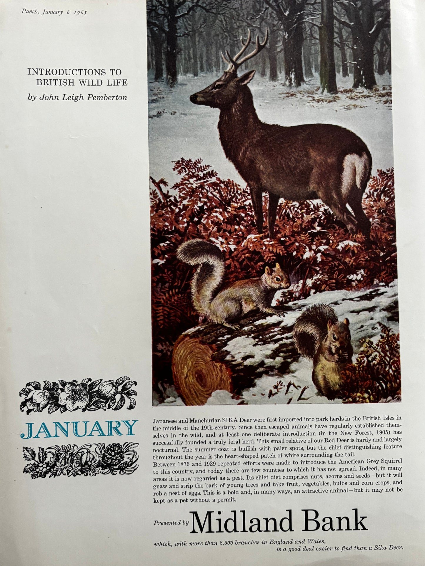 Thelwell PUNCH MAGAZINE January 6 1965 HUNTING RED COAT FOX