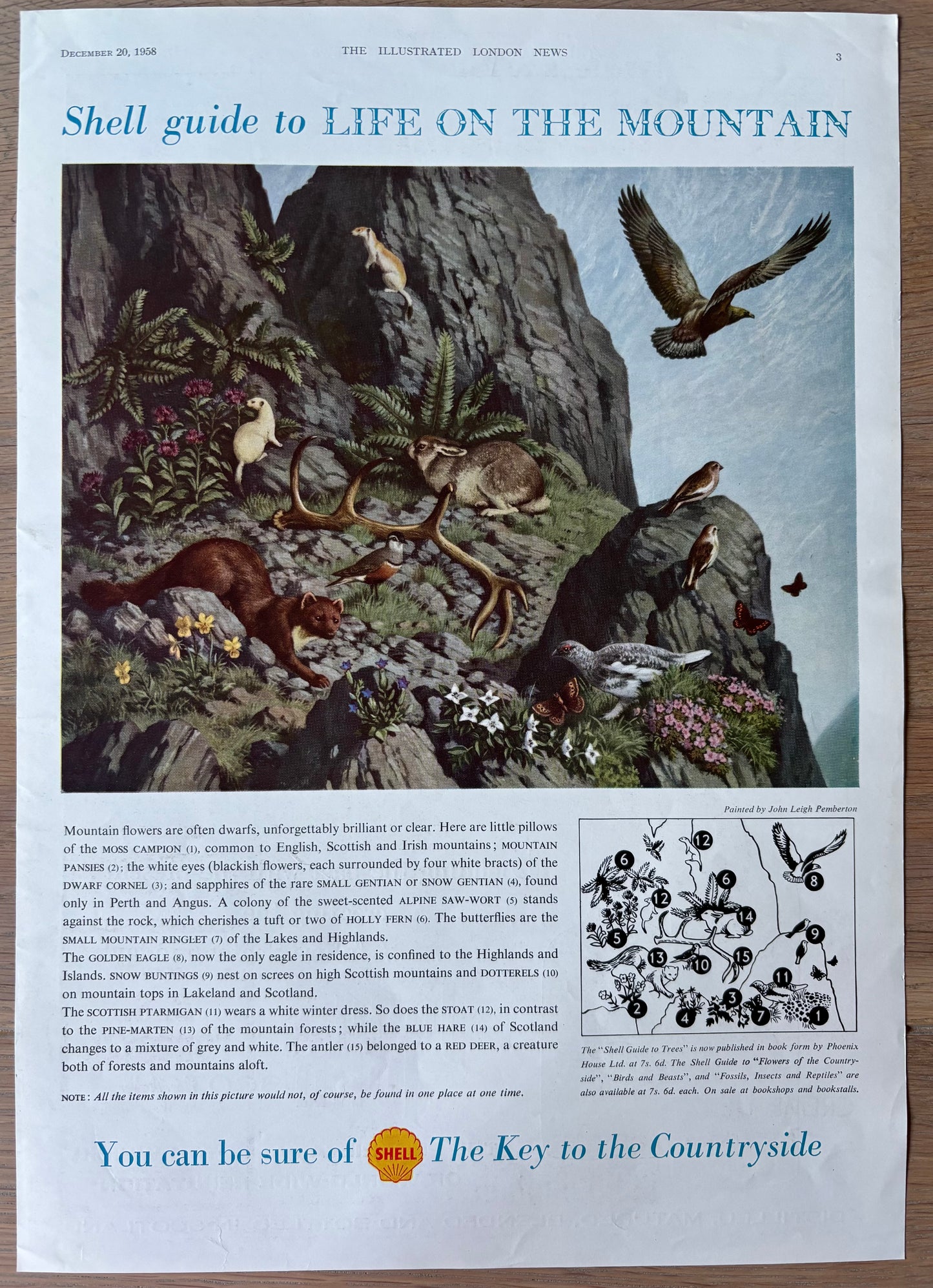 Leigh Pemberton LIFE ON THE MOUNTAIN SHELL GUIDE Large Advert TO COUNTRYSIDE 1950's