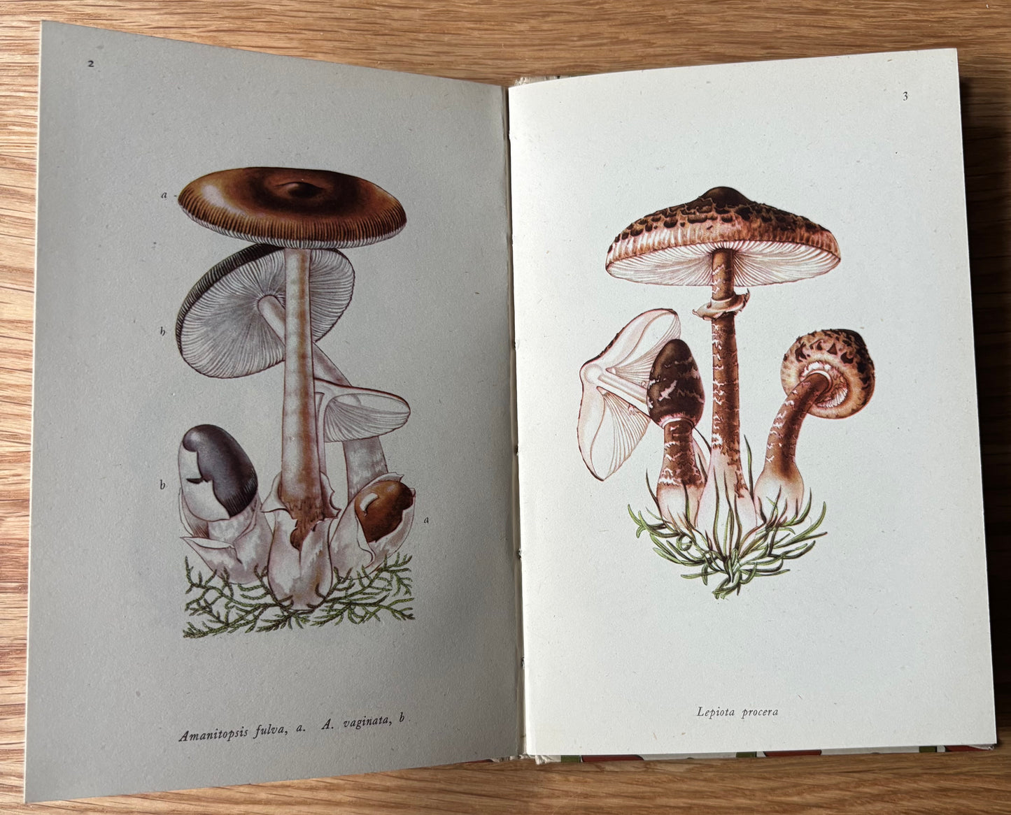 EDIBLE FUNGI King Penguin Rose Ellenby KING PENGUIN Illustrated Mushrooms