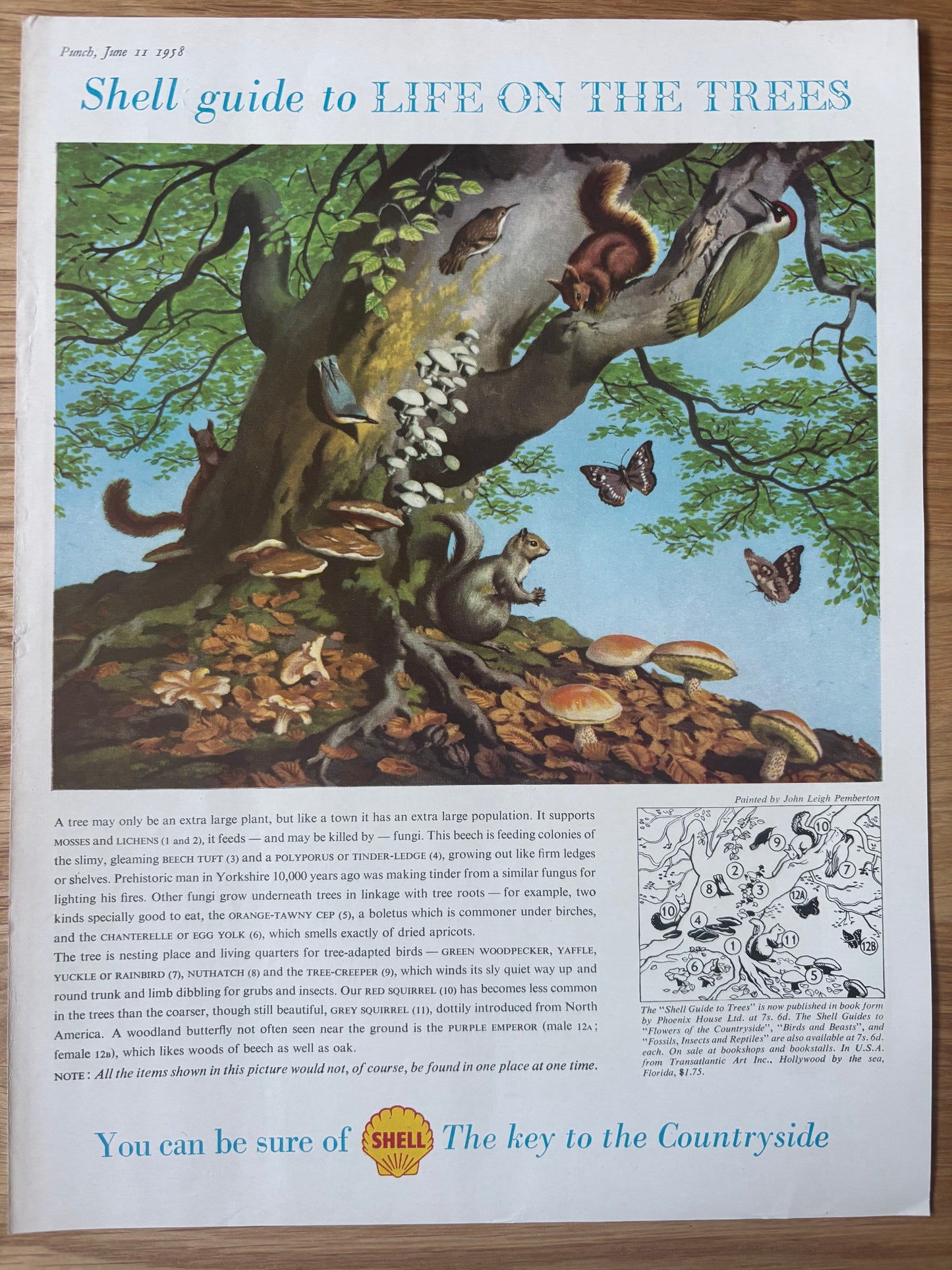 Leigh Pemberton LIFE ON THE TREES SHELL GUIDE Advert TO COUNTRYSIDE 1950's