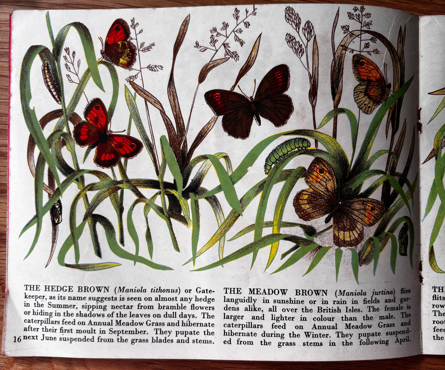 Richard Chopping BUTTERFLIES IN BRITAIN Puffin Picture Book ILLUSTRATED NATURE