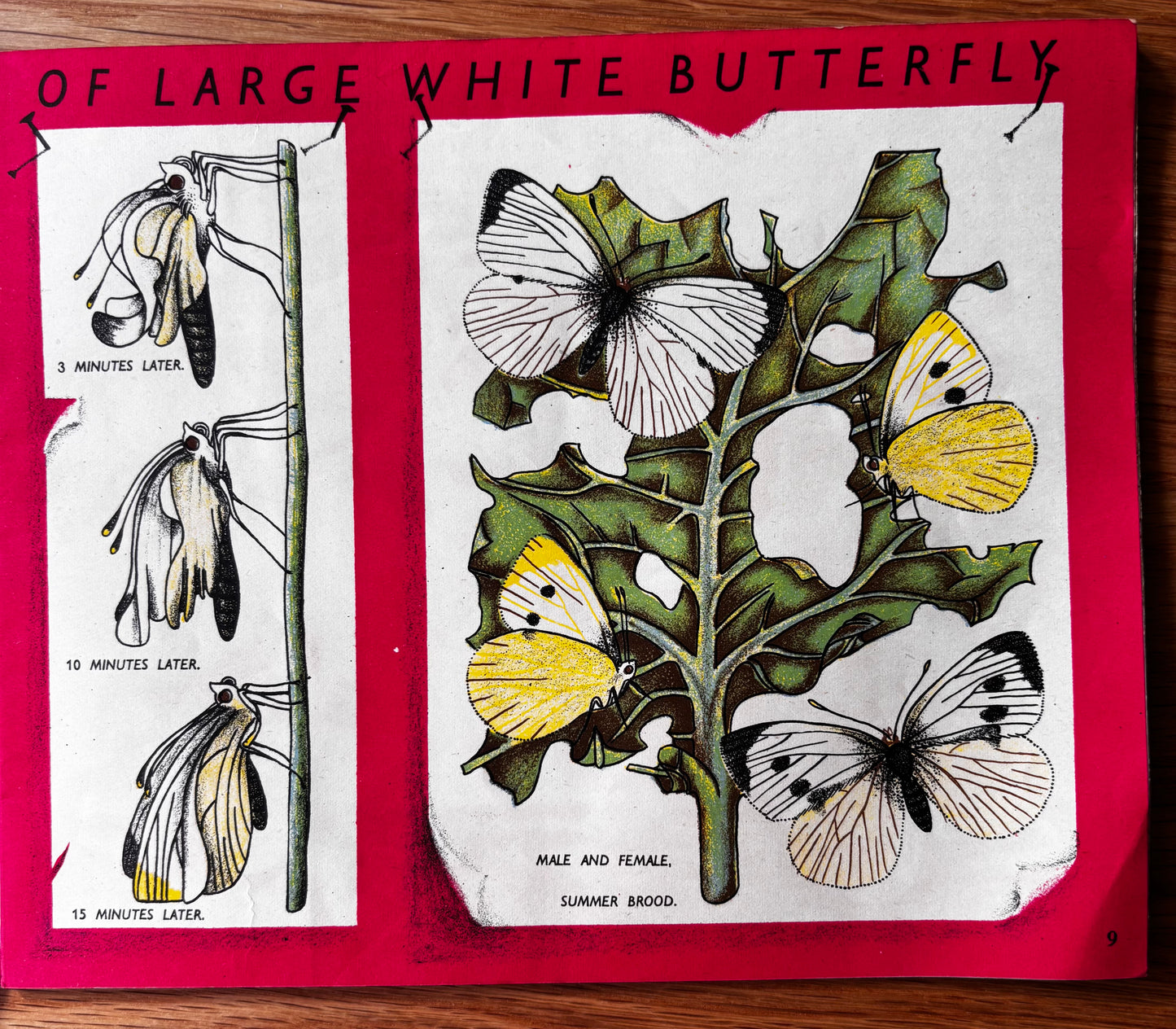 Richard Chopping BUTTERFLIES IN BRITAIN Puffin Picture Book ILLUSTRATED NATURE