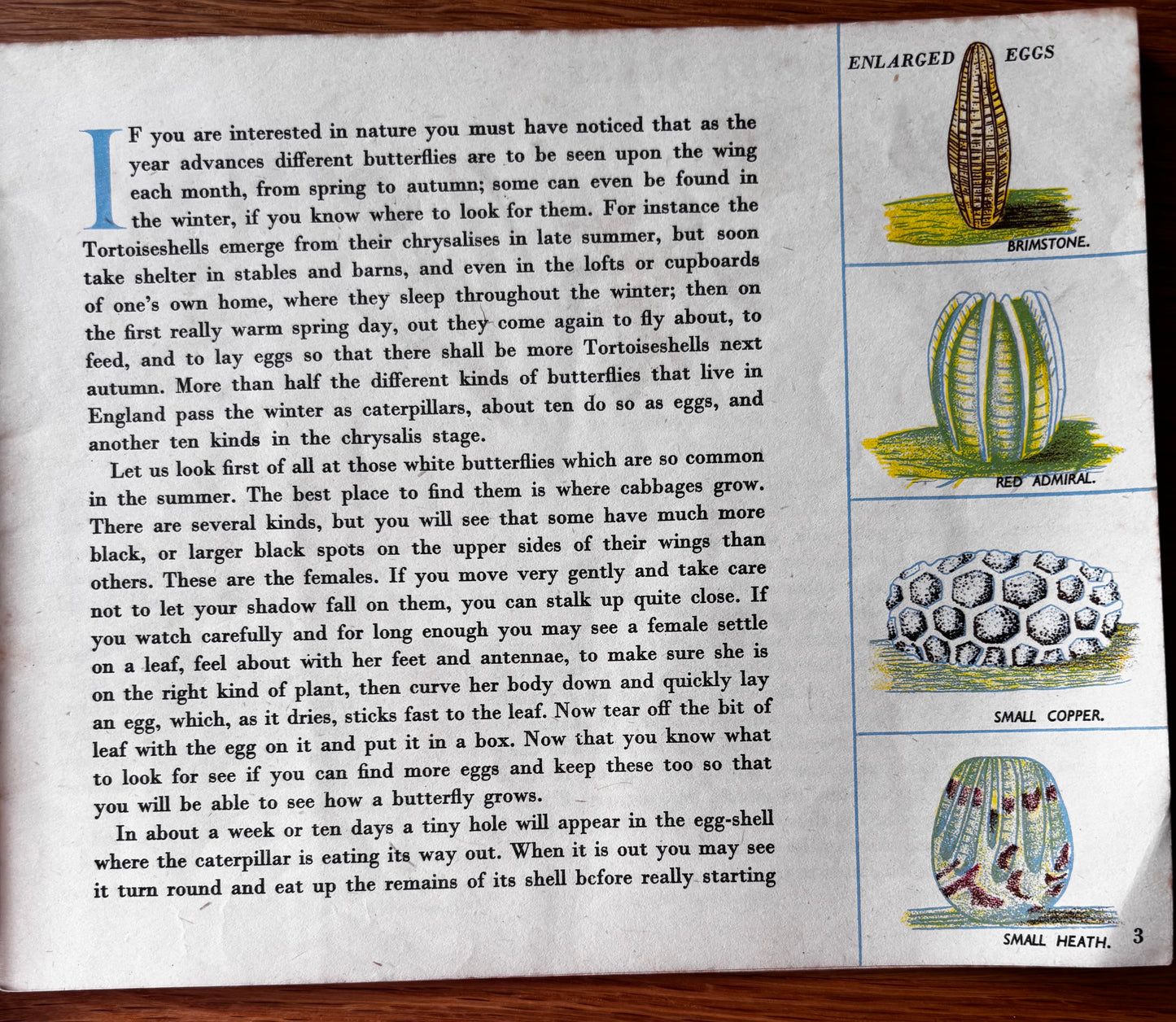 Richard Chopping BUTTERFLIES IN BRITAIN Puffin Picture Book ILLUSTRATED NATURE