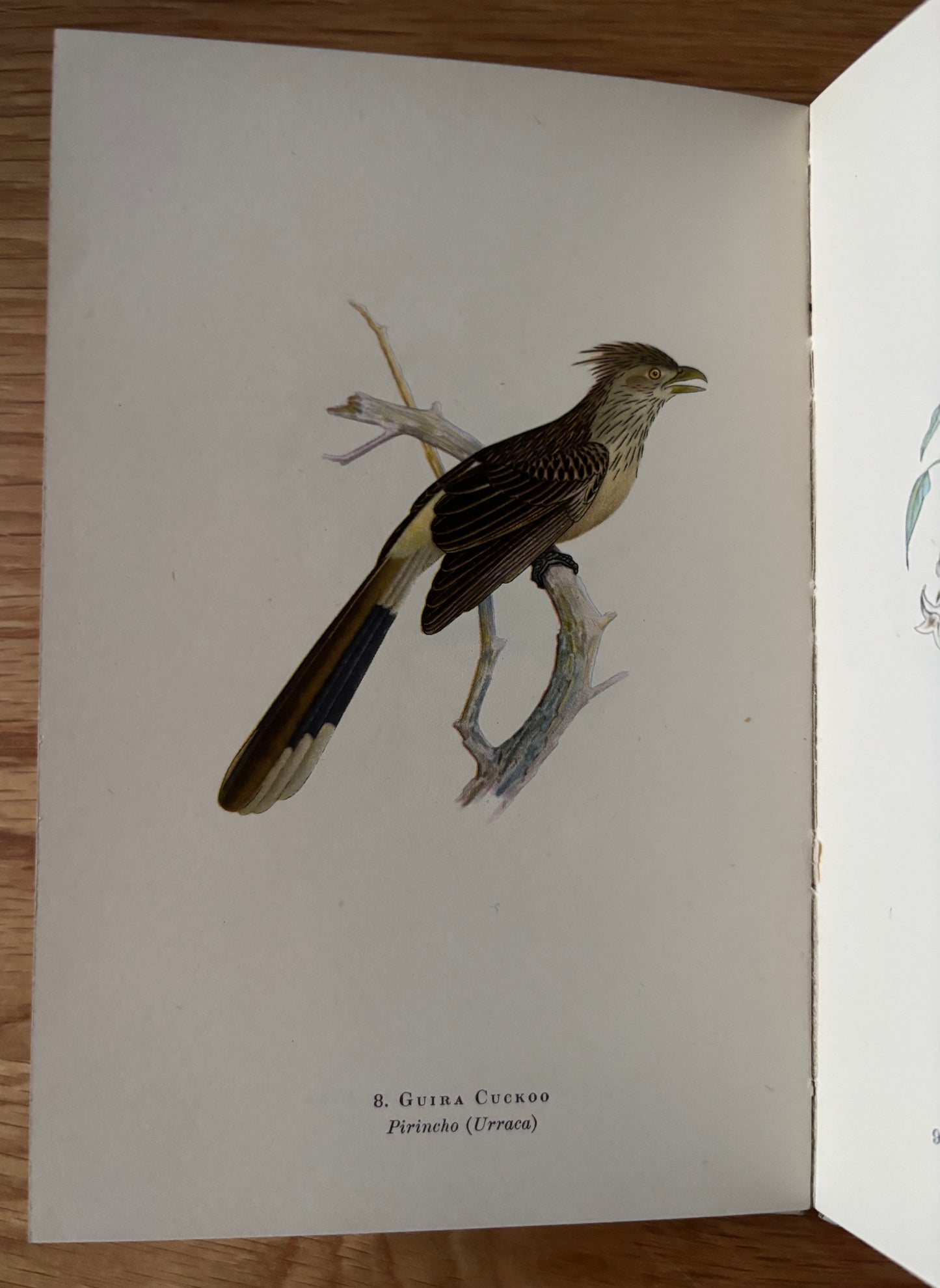 Sarah Nechamkin BIRDS OF LA PLATA King Penguin Book DJ 1952 W H Hudson