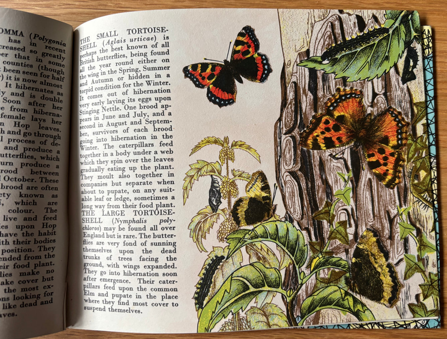Richard Chopping BUTTERFLIES IN BRITAIN HB Puffin Picture Book ILLUSTRATED NATURE