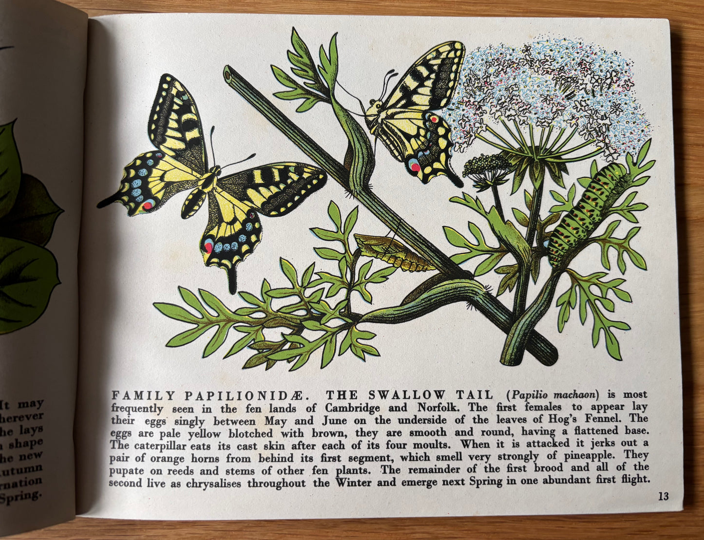 Richard Chopping BUTTERFLIES IN BRITAIN HB Puffin Picture Book ILLUSTRATED NATURE