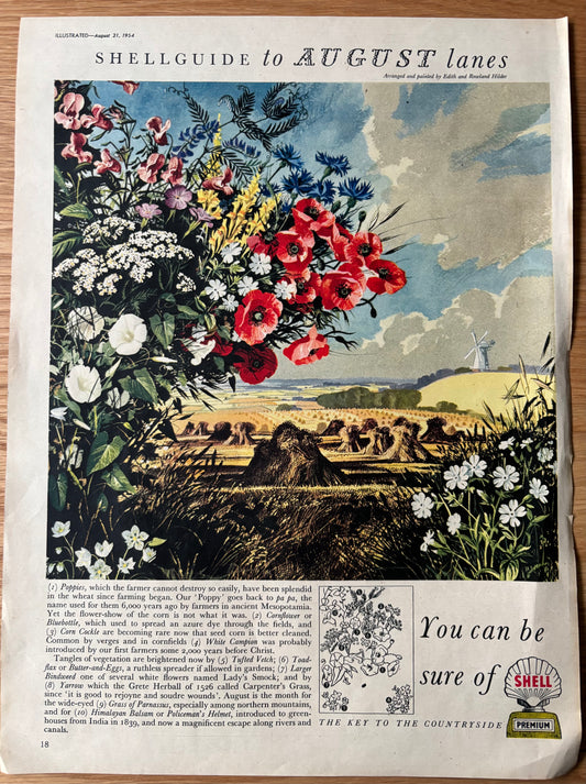 1950's Rowland Hilder SHELL GUIDE TO AUGUST LANES ADVERT Large Ad 1954
