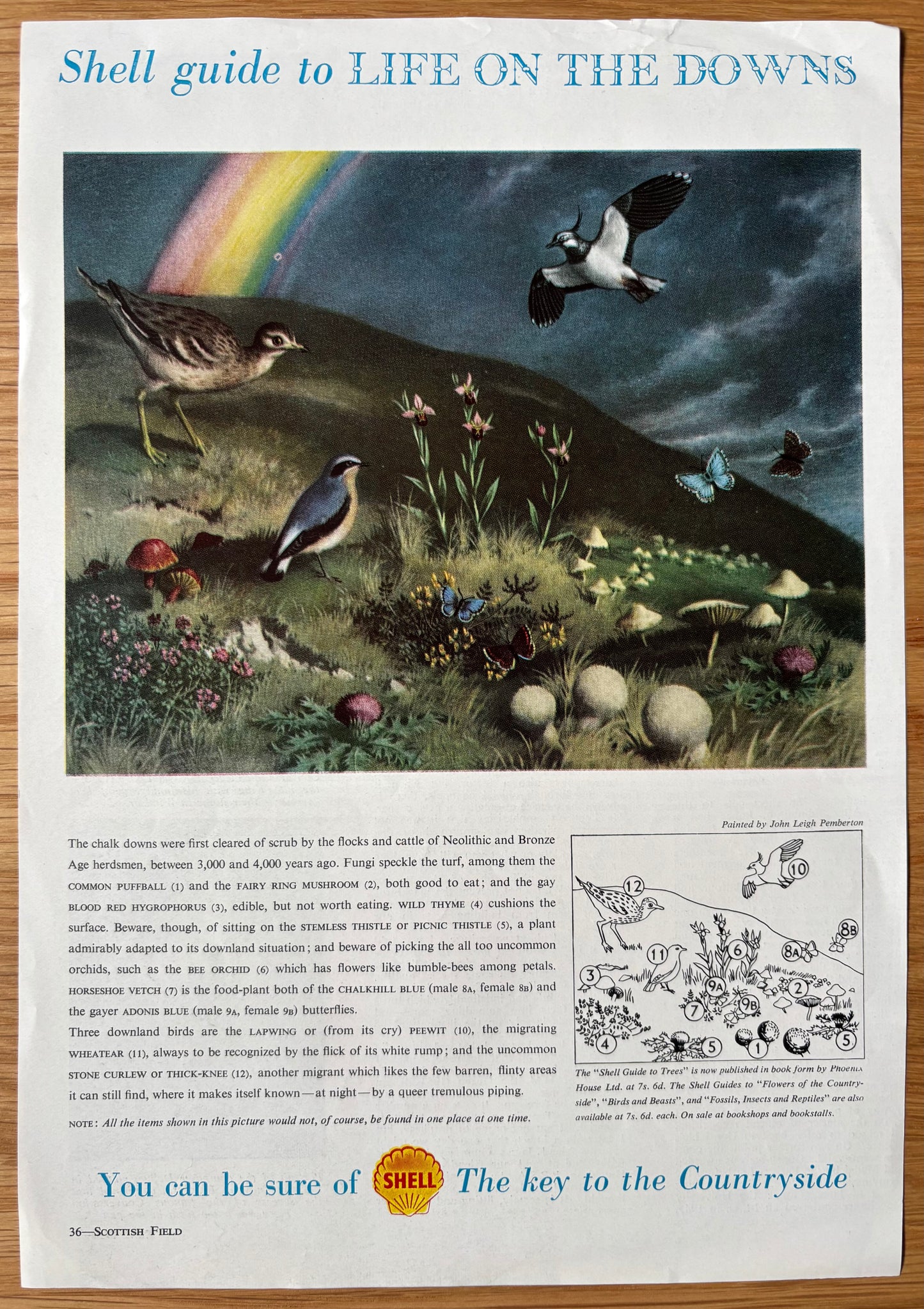 Leigh Pemberton LIFE ON THE DOWNS SHELL GUIDE Advert TO COUNTRYSIDE 1958