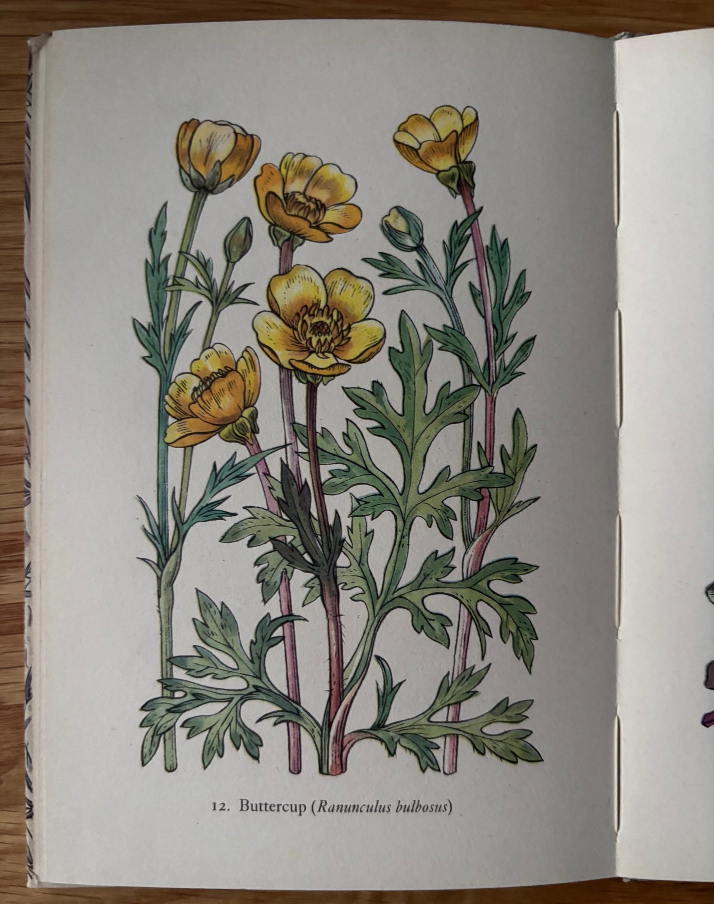 Robin Tanner FLOWERS OF THE MEADOW King Penguin Book DJ 1950 Geoffrey Grigson