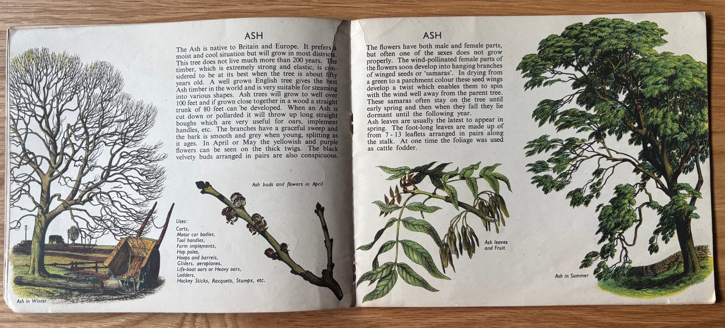 S R Badmin TREES IN BRITAIN  Puffin Picture Book No 31 1st  Ed  ILLUSTRATED