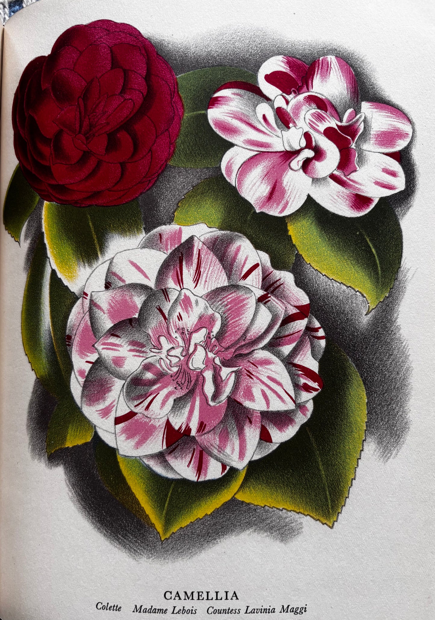 OLD FASHIONED FLOWERS 1948 DJ Sacheverell SItwell John Farleigh Illustrated