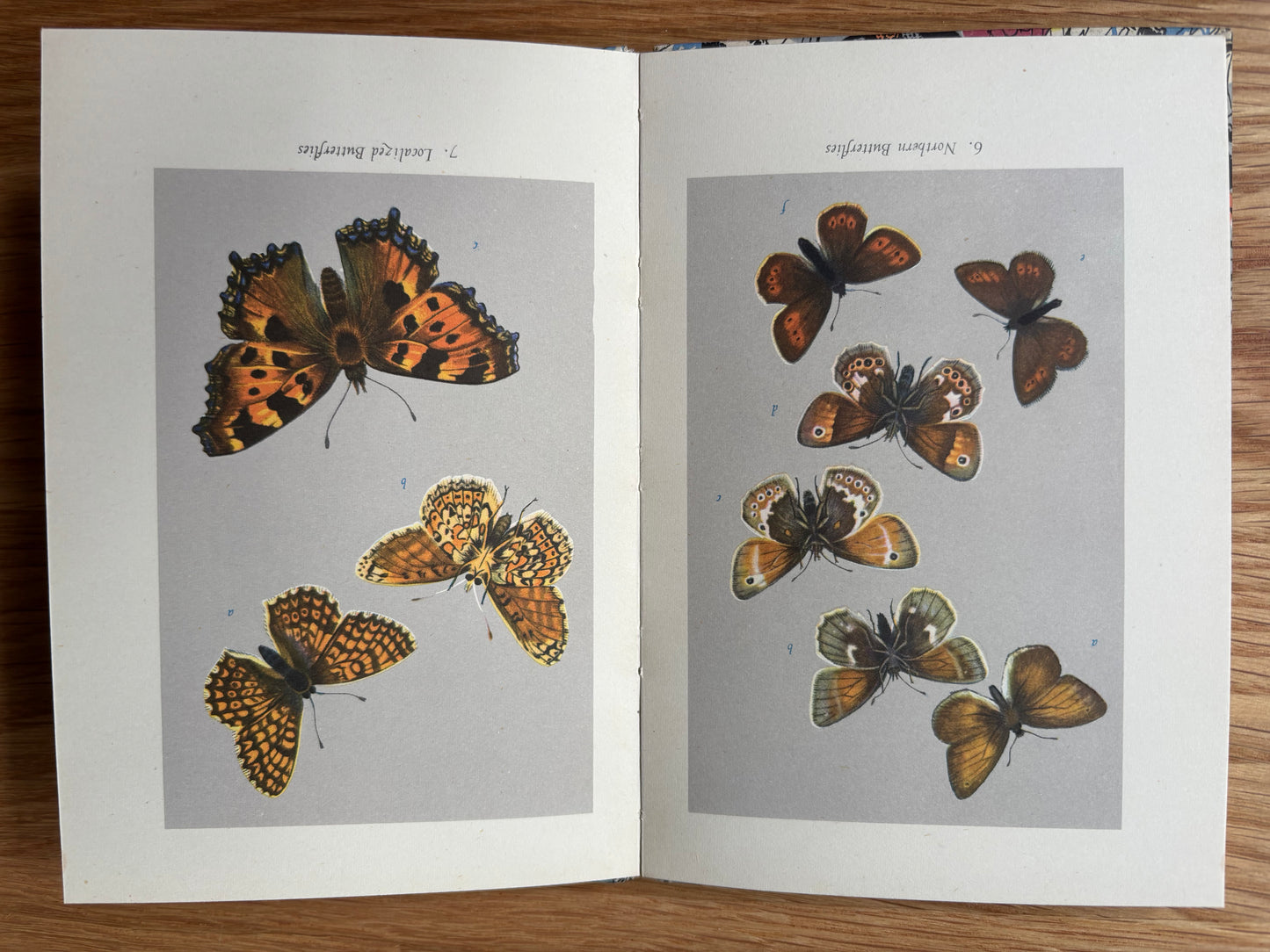 Paxton Chadwick BRITISH BUTTERFLIES King Penguin Book E B Ford 1951 ILLUSTRATED
