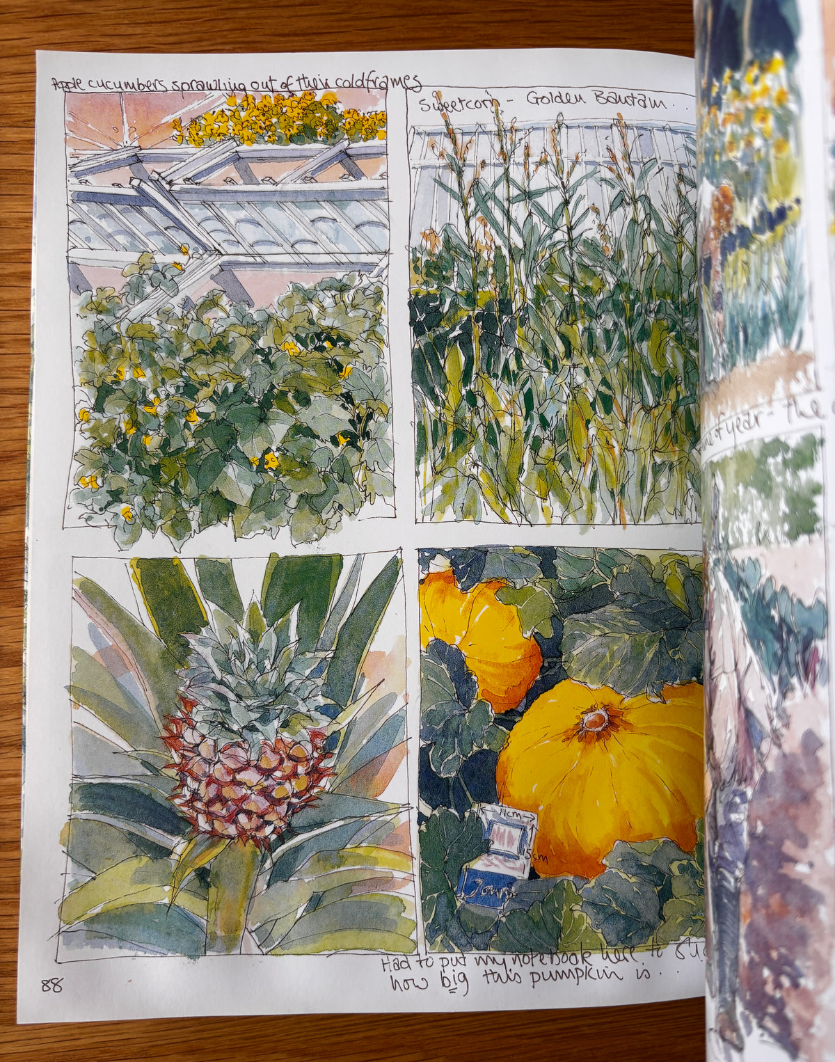 Sue Lewington HELIGAN HARVEST 2003 PB Illustrated CORNWALL ART
