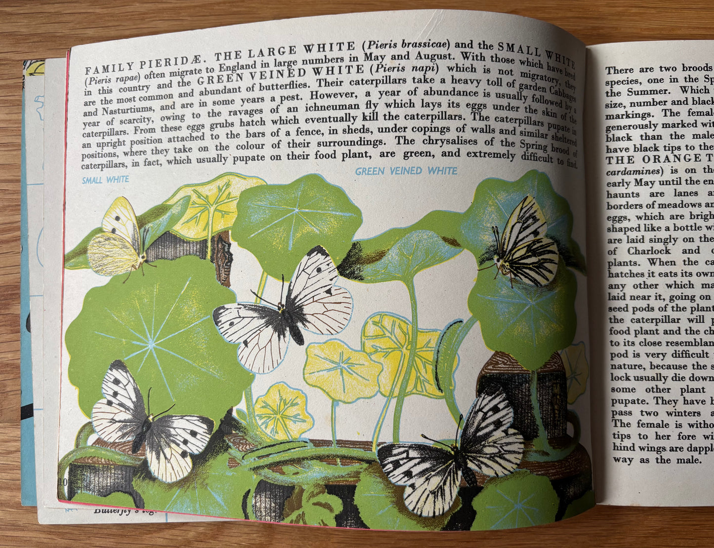 Richard Chopping BUTTERFLIES IN BRITAIN HB Puffin Picture Book ILLUSTRATED NATURE