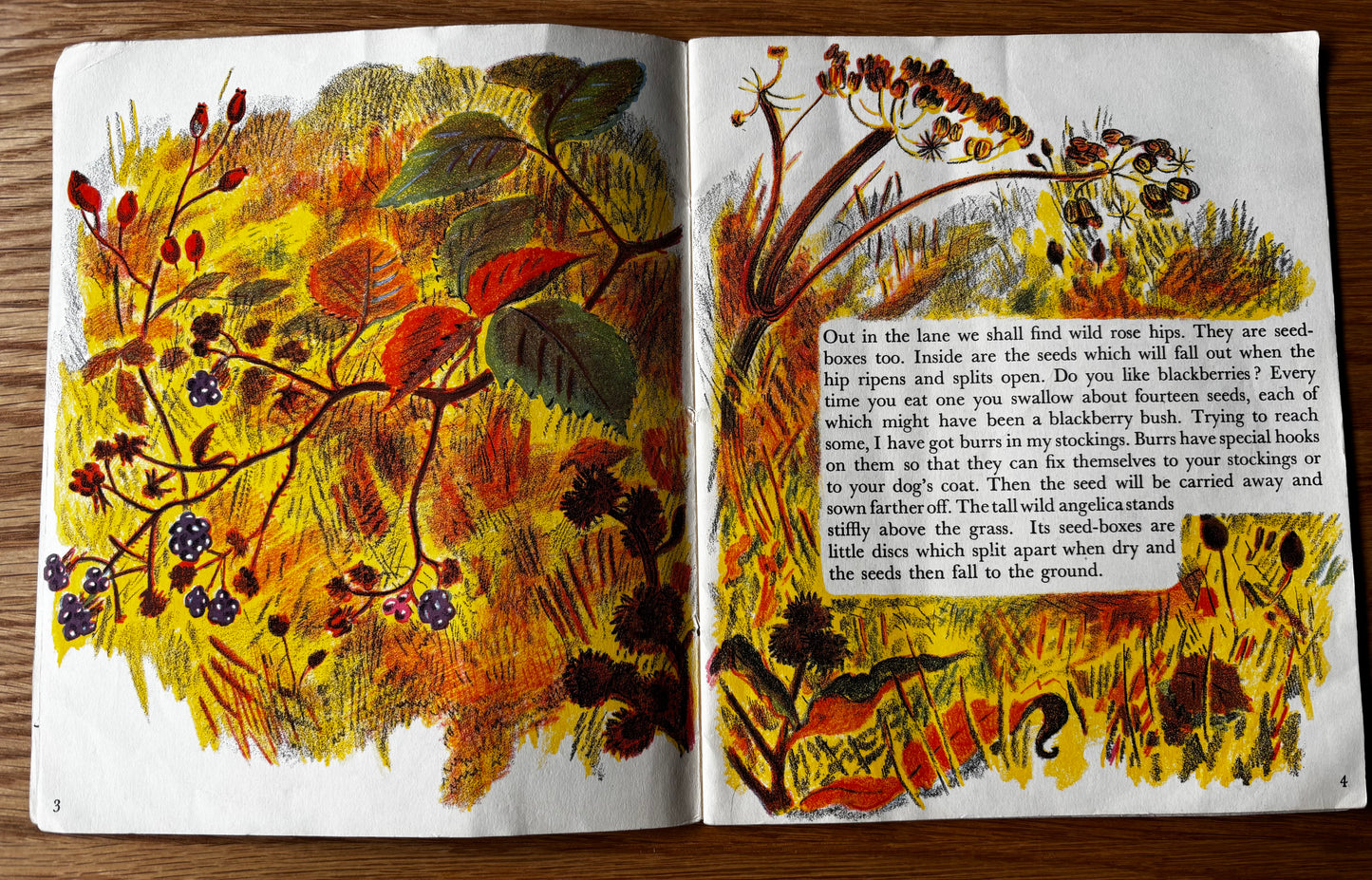 Trekkie Ritchie Parsons COME AND SEE IN AUTUMN Chatto & Windus NATURE BOOK Open Your Eyes