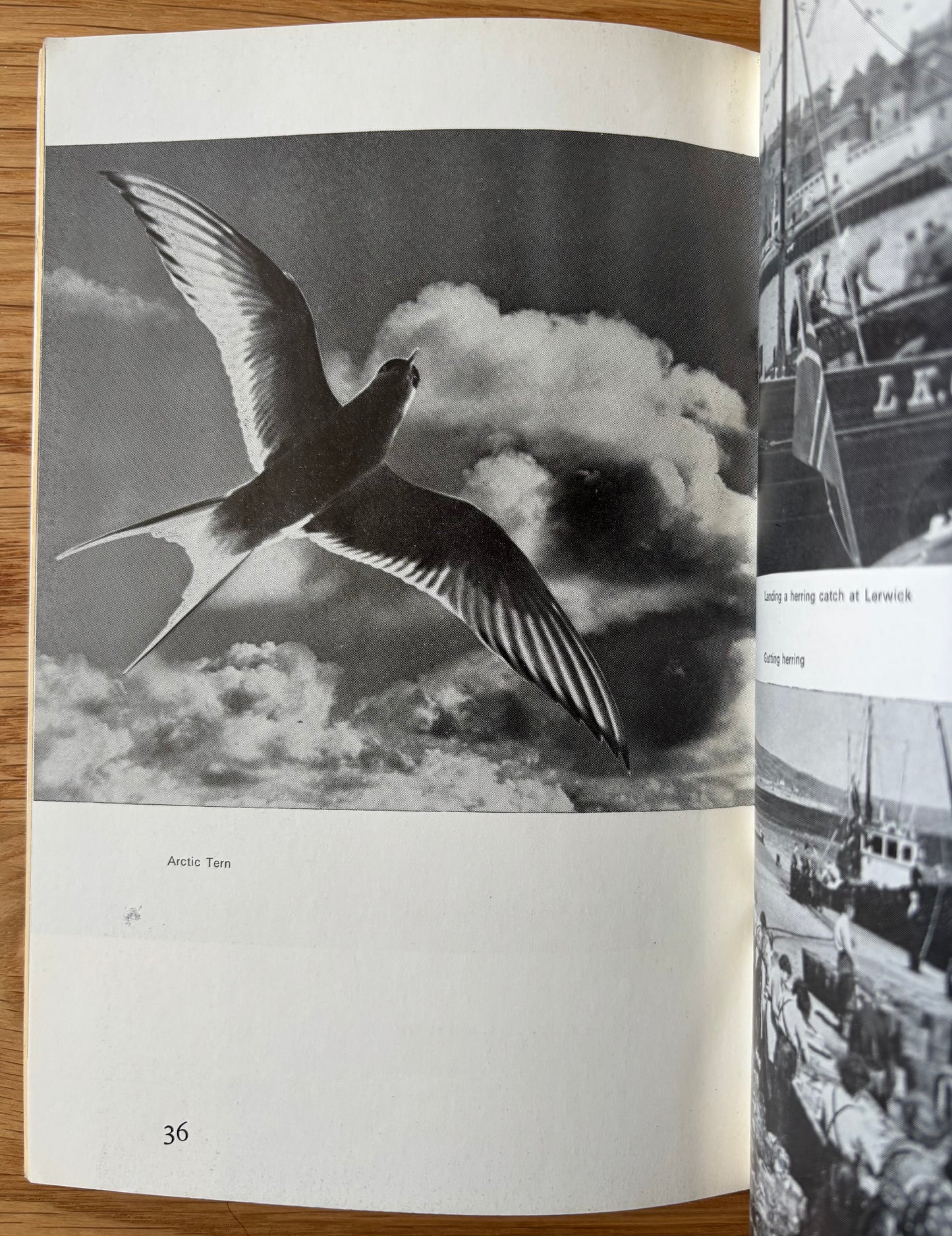 Vintage SHETLAND TOURIST GUIDE Lerwick TRAVEL Illustrated Association Lerwick