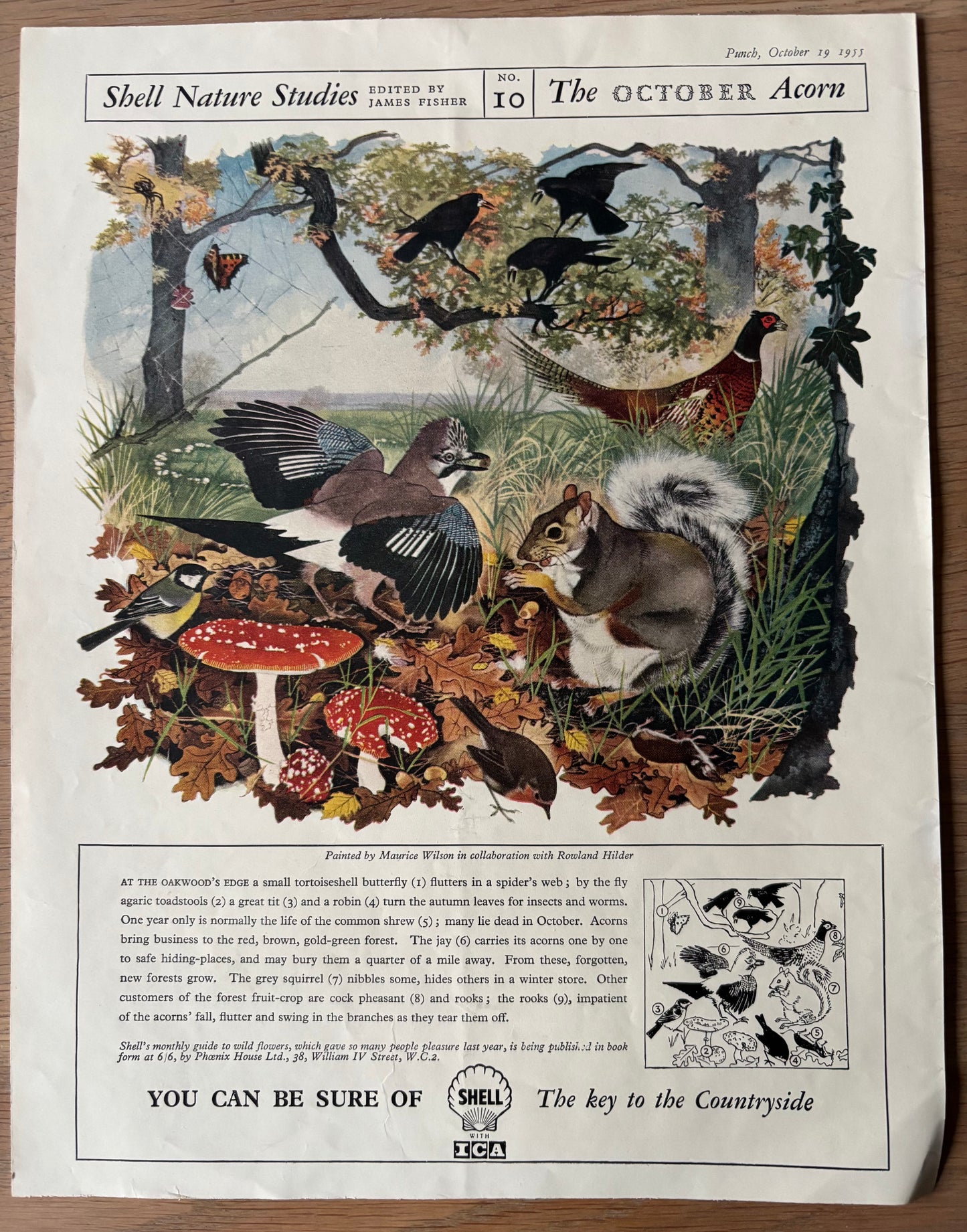 1950’s Maurice WIlson SHELL NATURE STUDIES October 1955 ADVERT Rowland Hilder