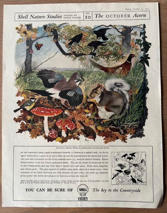 1950’s Maurice WIlson SHELL NATURE STUDIES October 1955 ADVERT Rowland Hilder