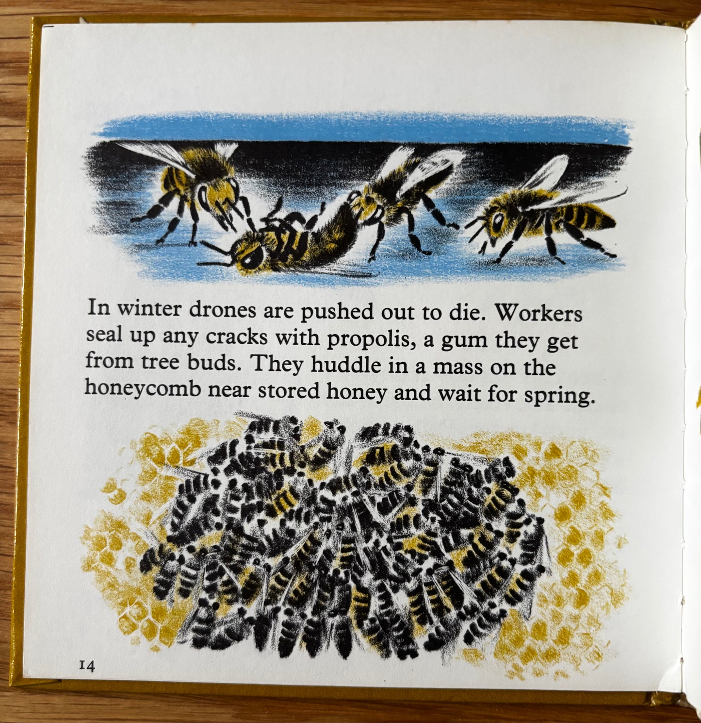 Phyllis Ladyman HONEYBEE AND GARDEN ANT Stand & Stare Book 27 BEES 1971 Illus
