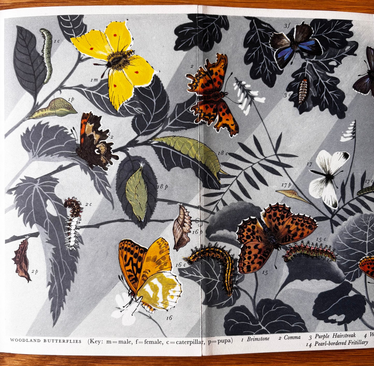 PANTOSCOPE BOOK Woodland Butterflies PAXTON CHADWICK 1st Ed 1959 Cassell