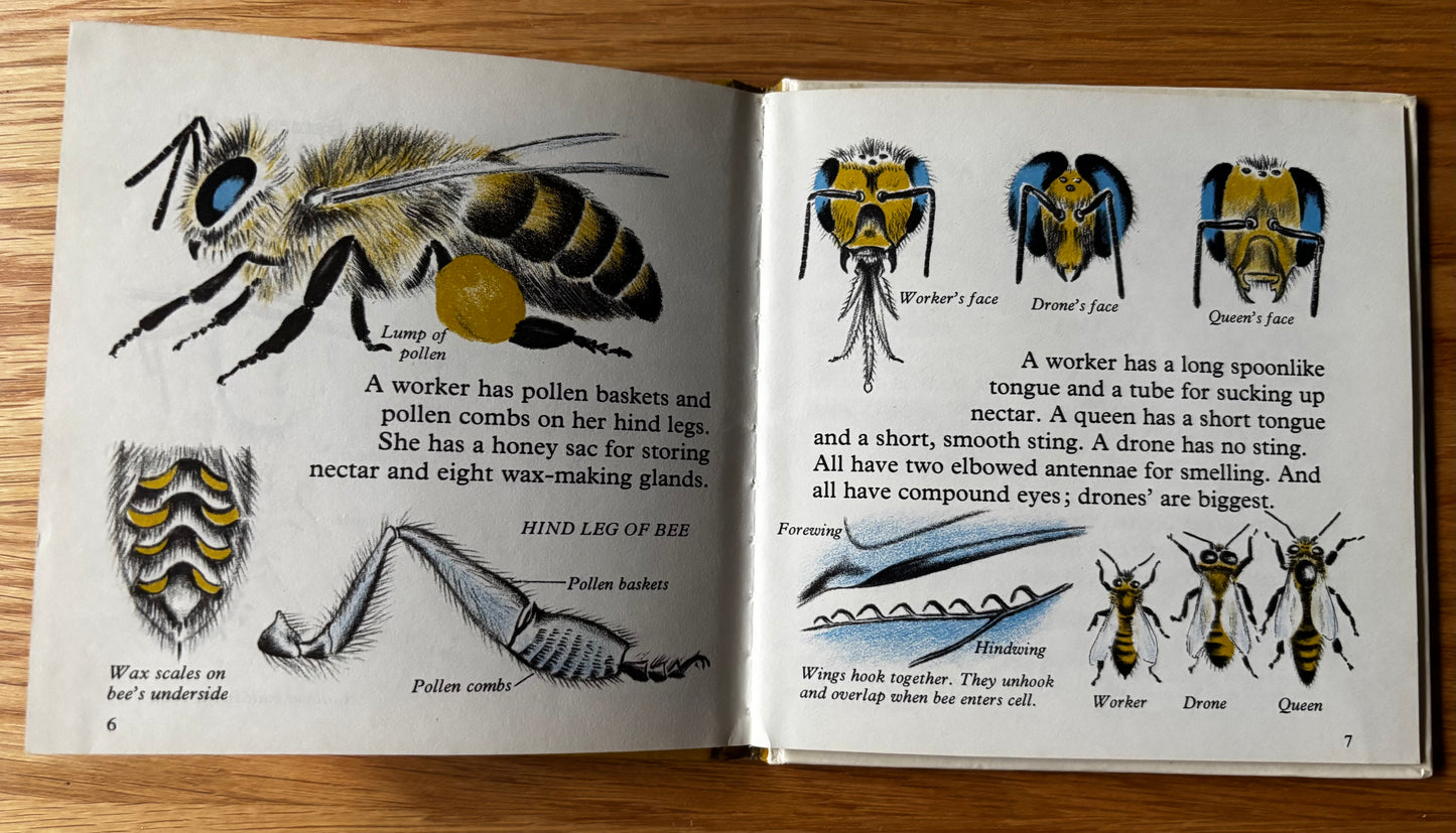 Phyllis Ladyman HONEYBEE AND GARDEN ANT Stand & Stare Book 27 BEES 1971 Illus