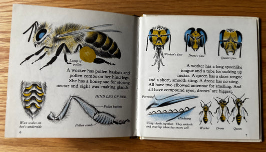 Phyllis Ladyman HONEYBEE AND GARDEN ANT Stand & Stare Book 27 BEES 1971 Illus