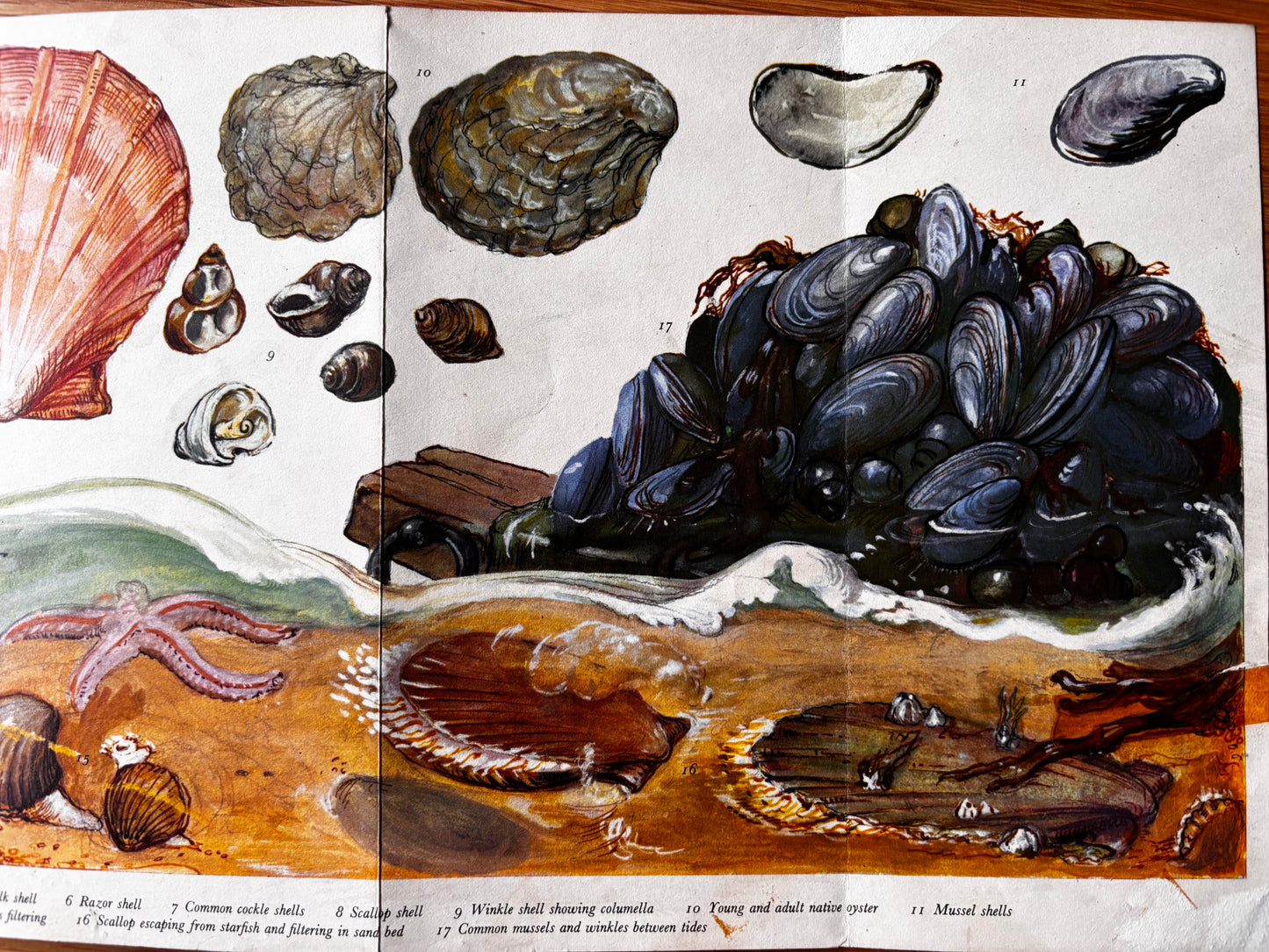 PANTOSCOPE BOOK The Shellfish We Eat DOROTHY HARTLEY 1st Ed 1961 Cassell