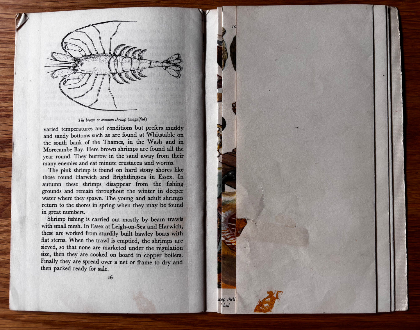 PANTOSCOPE BOOK The Shellfish We Eat DOROTHY HARTLEY 1st Ed 1961 Cassell