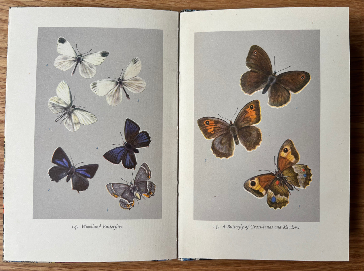 Paxton Chadwick BRITISH BUTTERFLIES King Penguin Book E B Ford 1951 ILLUSTRATED