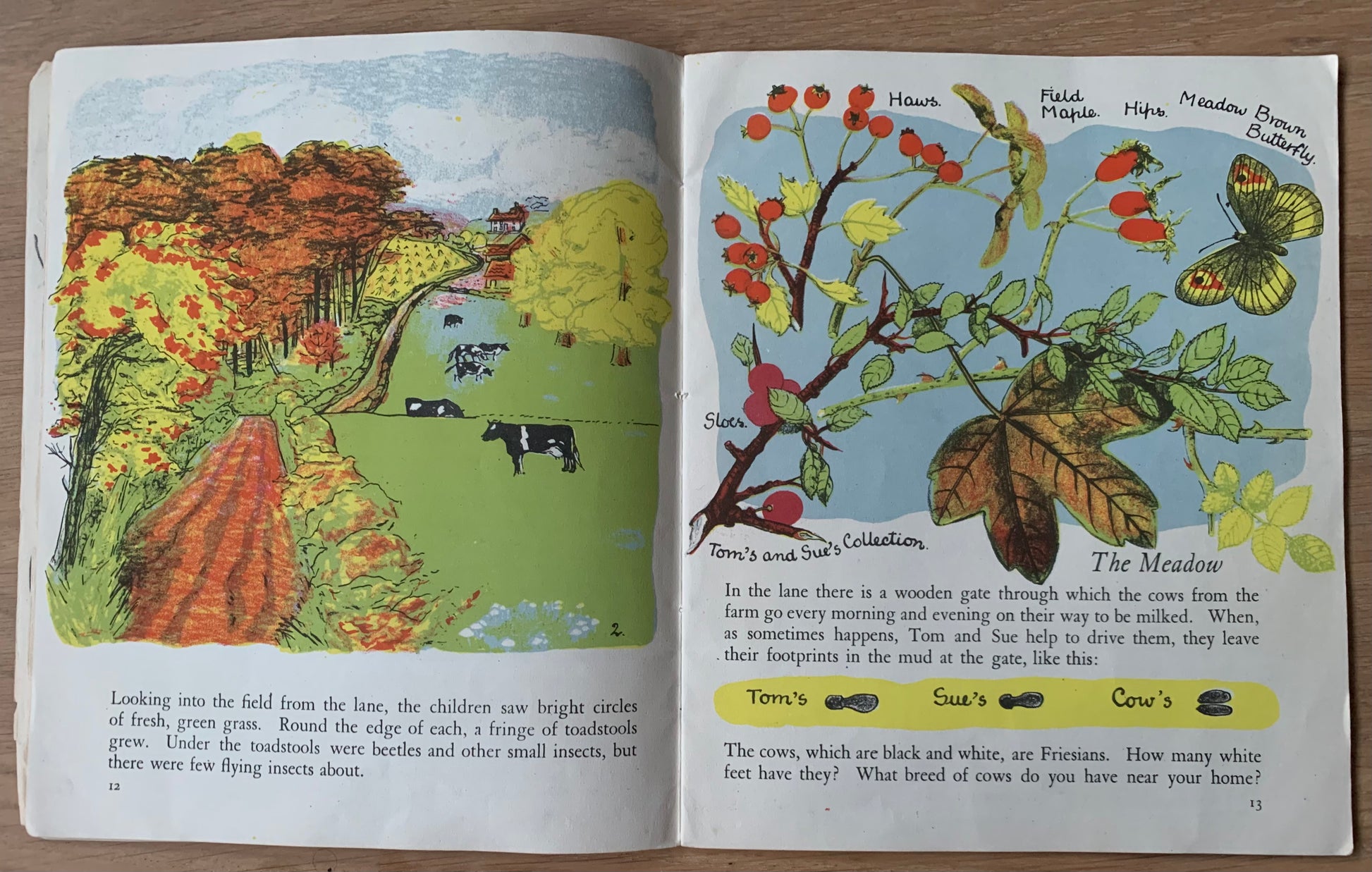 Elsie Few OUT OF DOORS Chatto & Windus NATURE STUDY Aug - Dec School Book - transpontinebooks