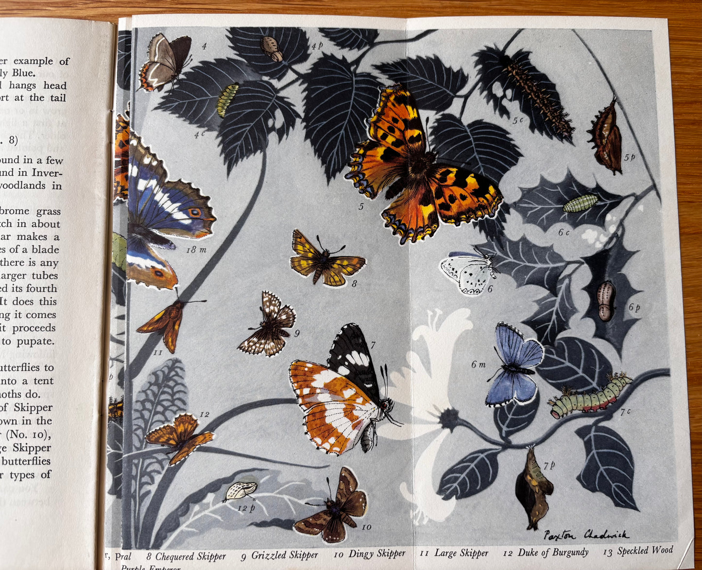 PANTOSCOPE BOOK Woodland Butterflies PAXTON CHADWICK 1st Ed 1959 Cassell