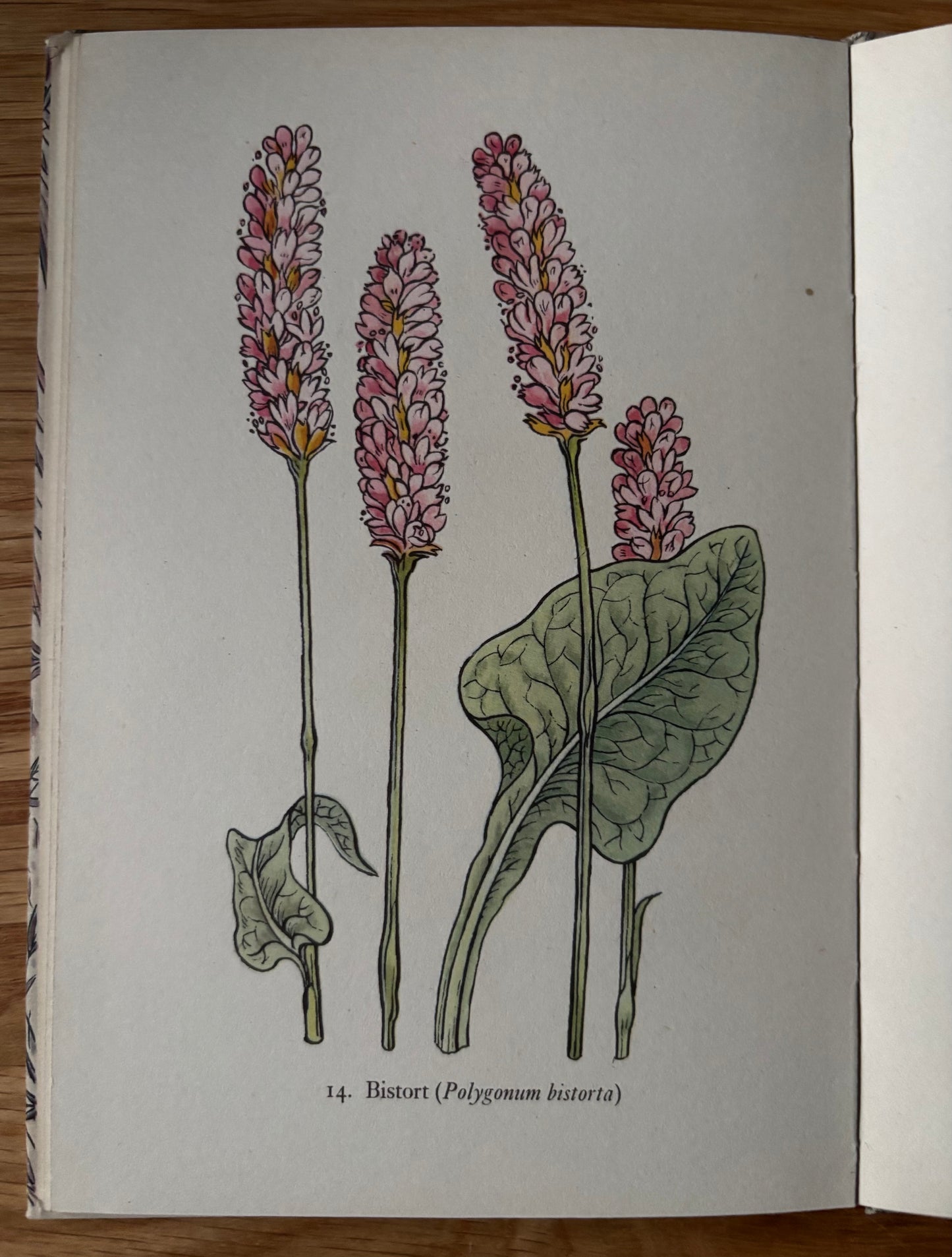 Robin Tanner FLOWERS OF THE MEADOW King Penguin Book DJ 1950 Geoffrey Grigson