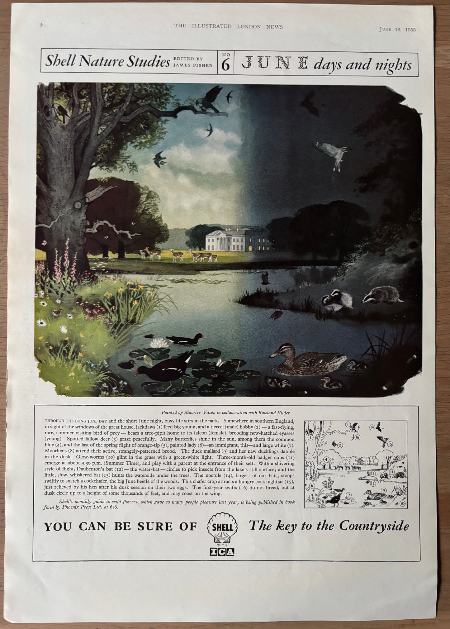 1950’s Maurice WIlson SHELL NATURE STUDIES June 1955 LARGE ADVERT Rowland Hilder