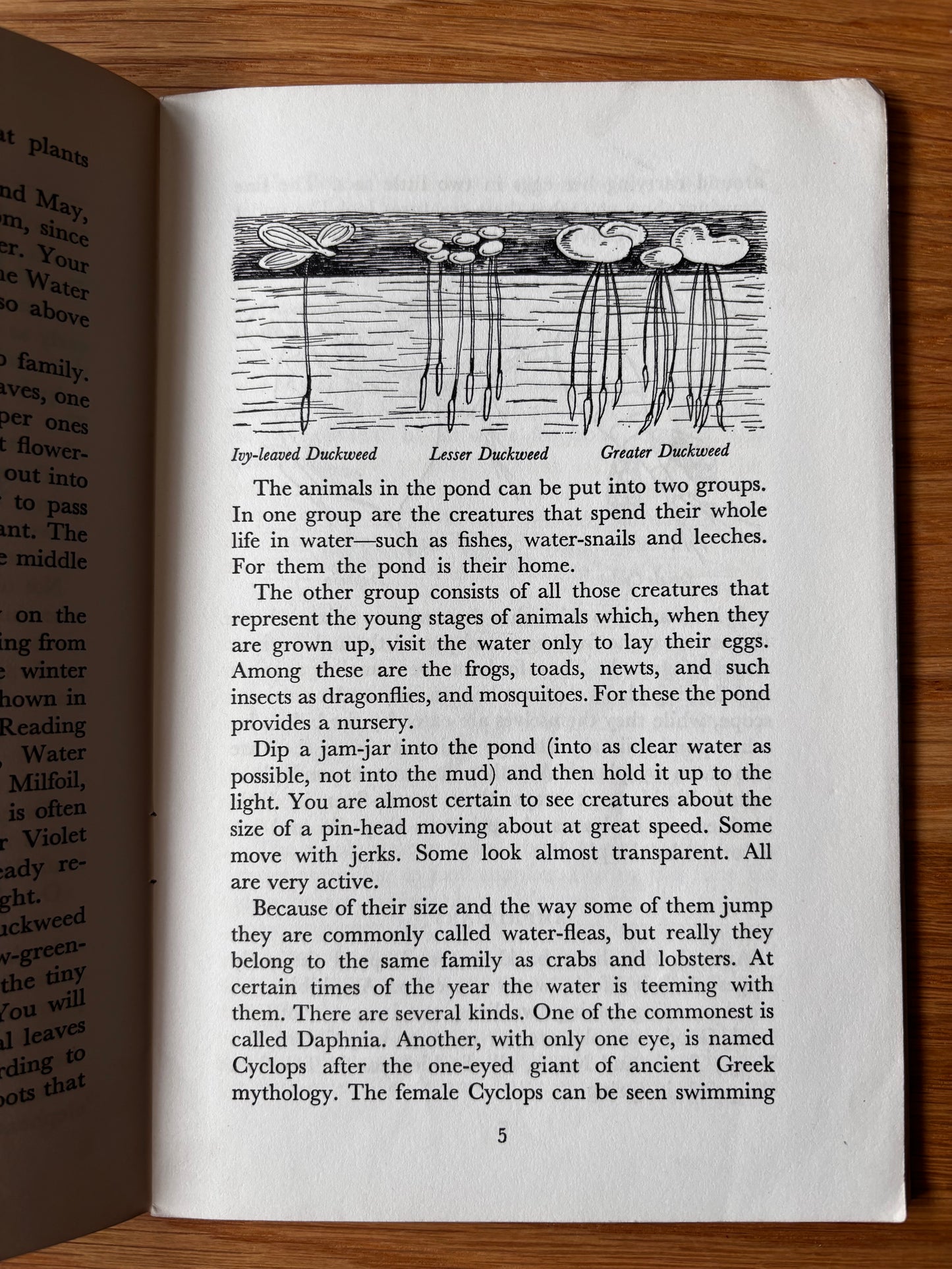 PANTOSCOPE BOOK The Pond In Spring PAXTON CHADWICK 1st Ed 1960 Cassell