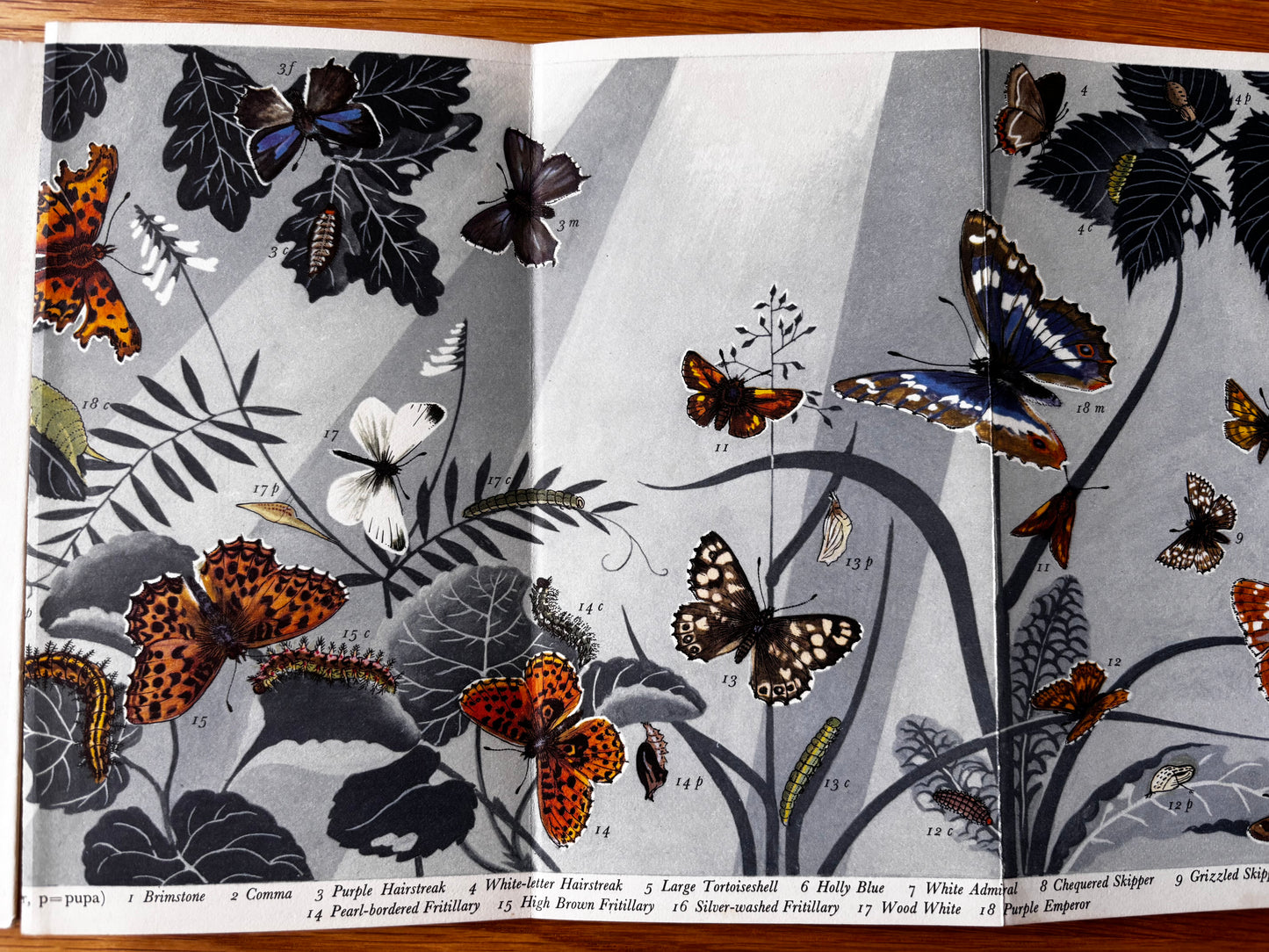 PANTOSCOPE BOOK Woodland Butterflies PAXTON CHADWICK 1st Ed 1959 Cassell