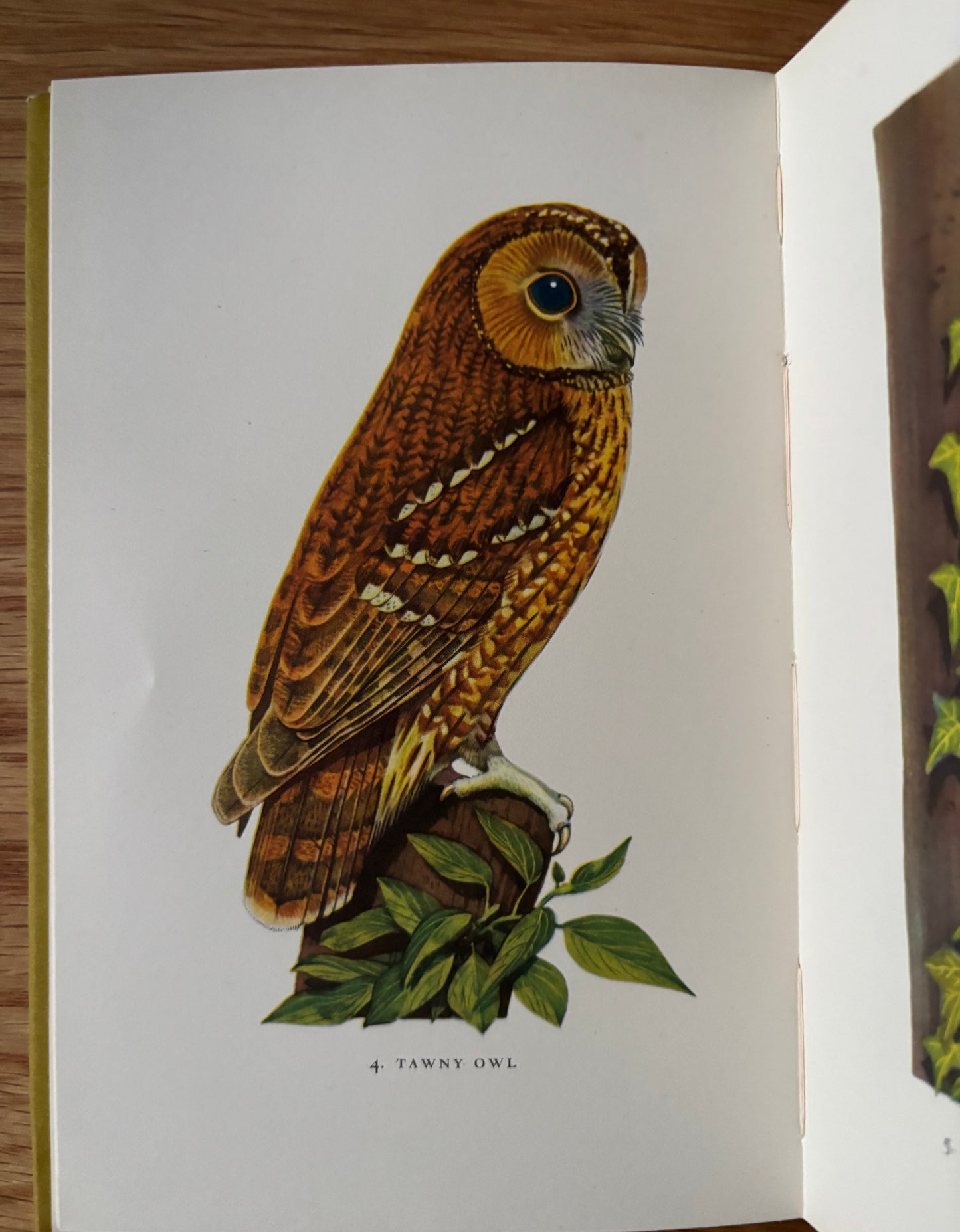 Peter Shepheard WOODLAND BIRDS King Penguin Book DJ 1955 Phyllis Barclay Smith