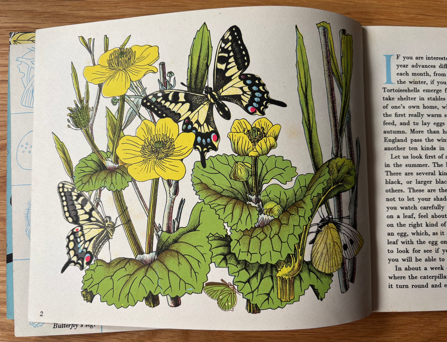 Richard Chopping BUTTERFLIES IN BRITAIN HB Puffin Picture Book ILLUSTRATED NATURE