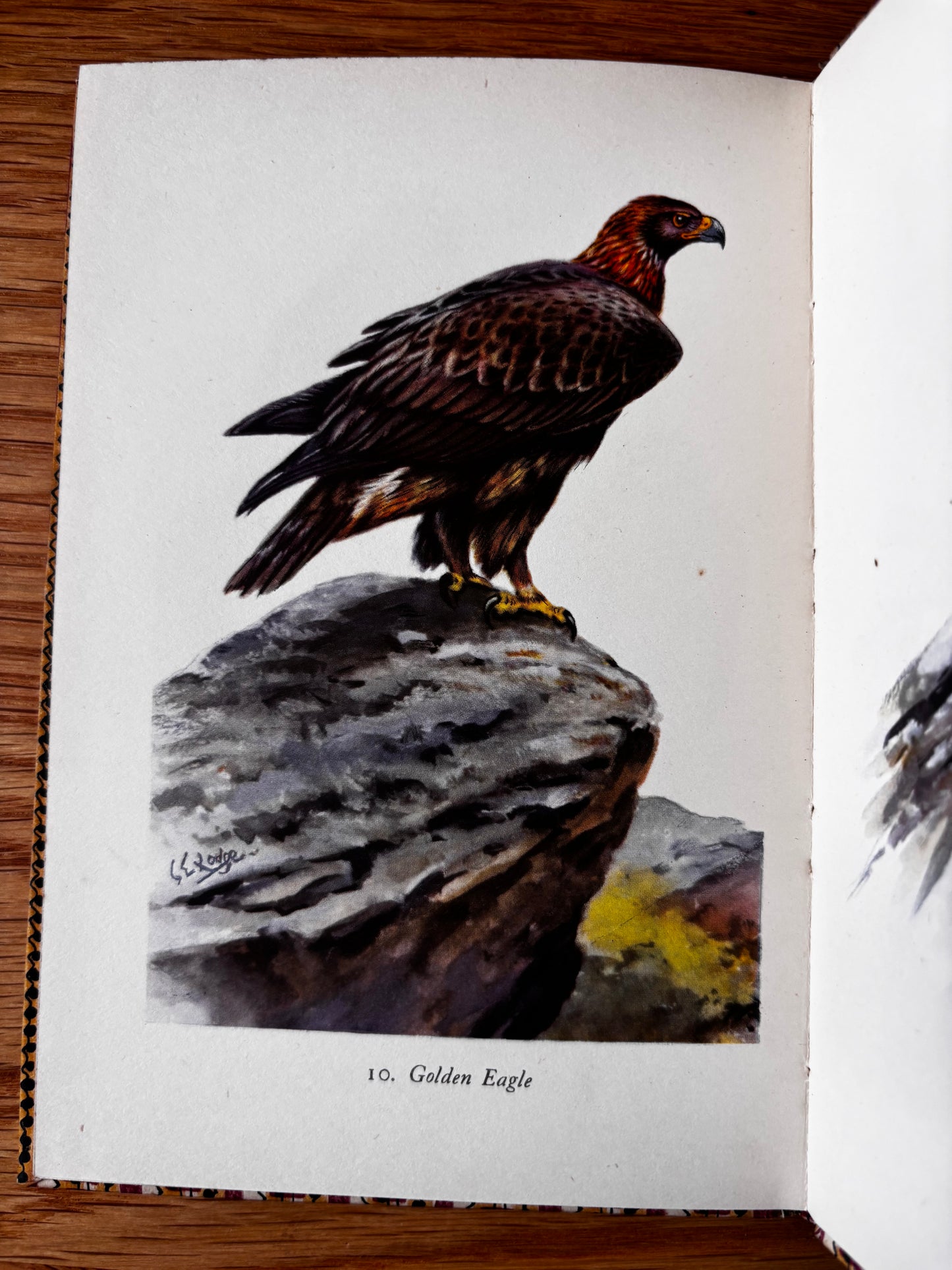 MOUNTAIN BIRDS King Penguin Book DJ 1952 G E Lodge Plates ILLUSTRATED